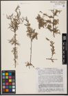 Foto von Salix wilhelmsiana M. Bieb.